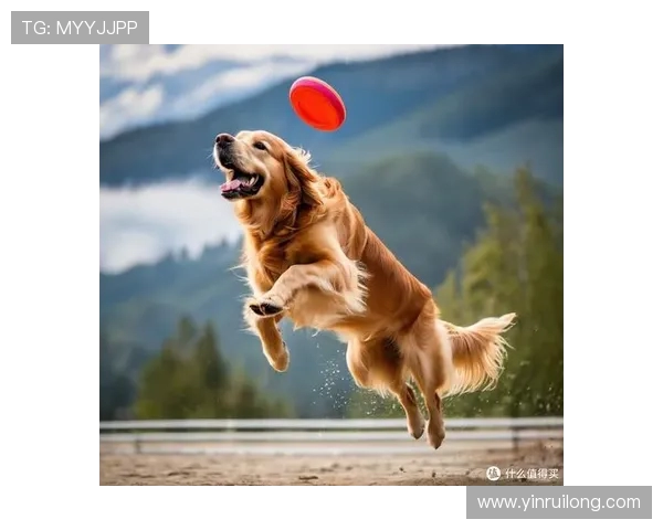 飞盘新手必看：轻松掌握飞盘技巧与玩法的全面指南